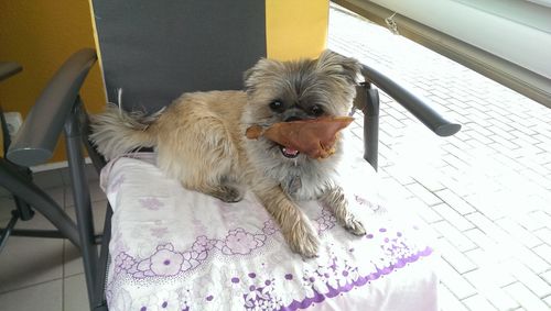 Dog sitting on chair at home