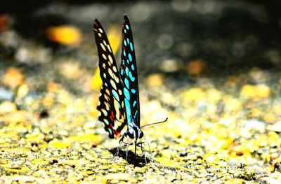 Close-up of butterfly on leaf