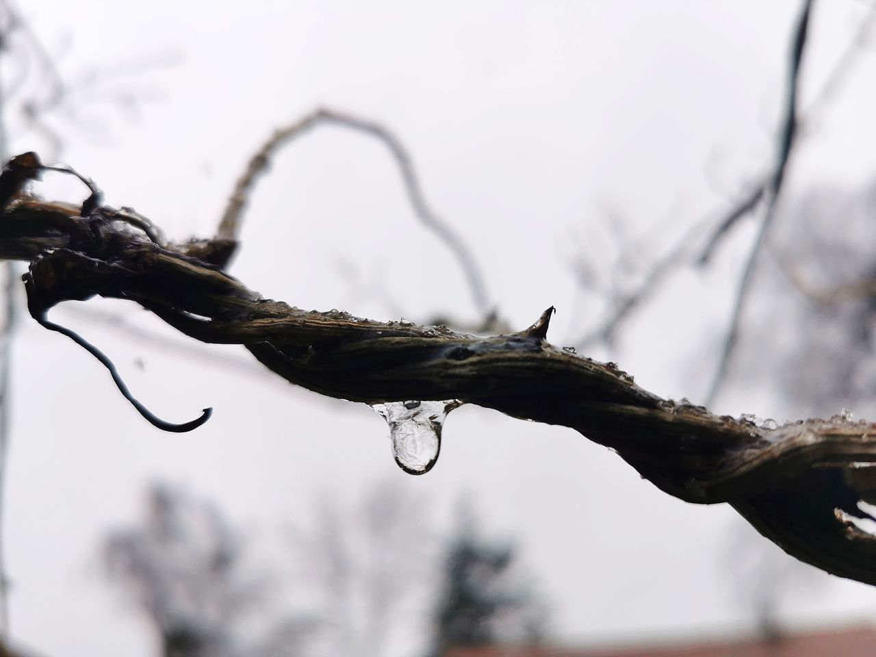 CLOSE-UP OF WATER DROPS ON TWIG