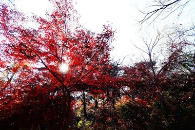 Low angle view of trees against sky