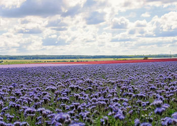 View of flowering plants on field against cloudy sky