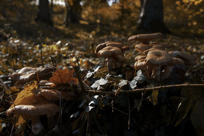 Close-up of mushroom on field during autumn