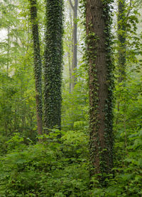 Pine trees in forest