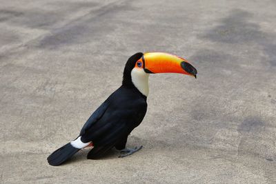 High angle view of bird, toucan