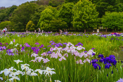 Close-up of purple crocus flowers on field