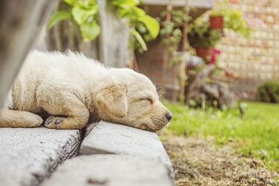 Close-up of dog sleeping on grass