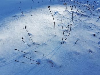 Close-up of birds on snow