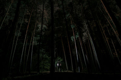 View of bamboo trees in forest