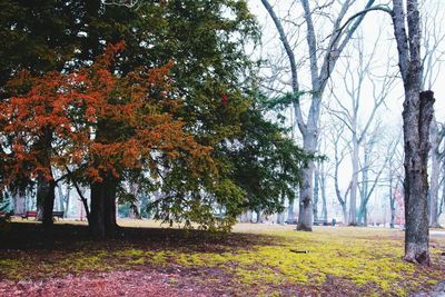 Trees in park during autumn