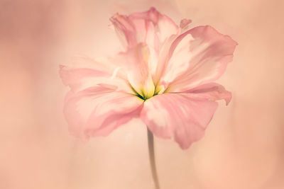 Close-up of flower against blurred background