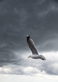 Low angle view of seagull flying against sky