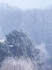 View of pine tree during winter