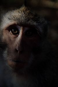 Close-up portrait of monkey against black background