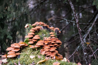 Close-up of mushrooms on log