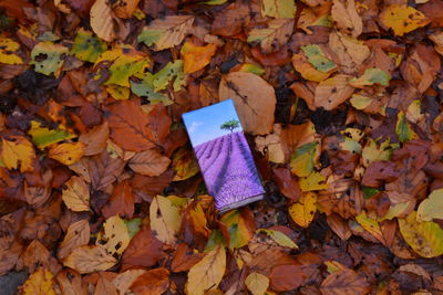 High angle view of maple leaves