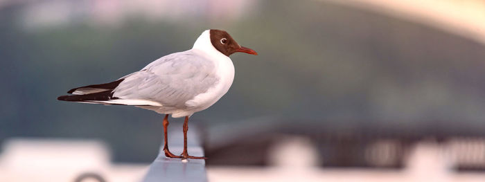 Close-up of seagull perching