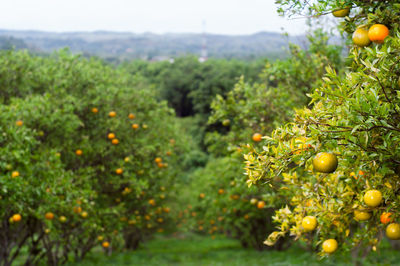 Close-up of fruits growing on field