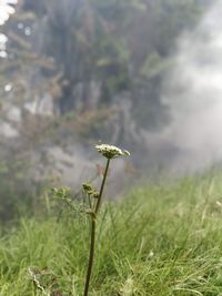 Close-up of yellow flowering plant on land