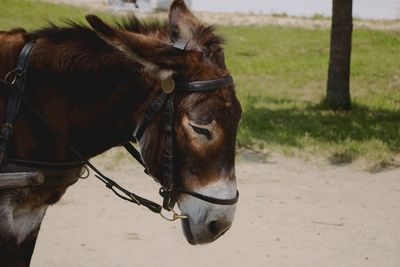 Donkey portrait in the field