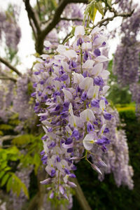 Close-up of purple flowers