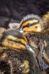 Close-up of a bird