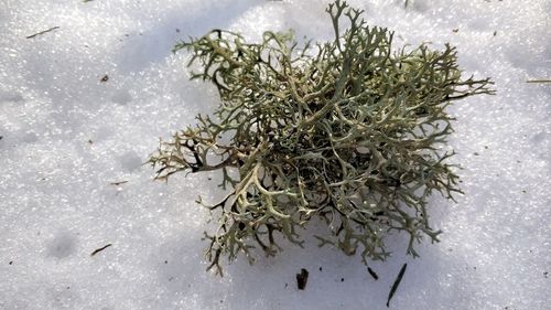 High angle view of frozen plant on table