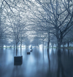 Bare trees amidst lake