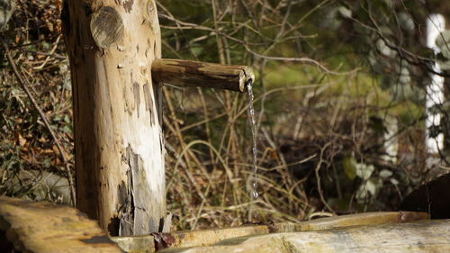 Close-up of tree trunk