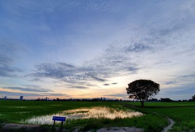 Scenic view of paddy field against sky during sunset