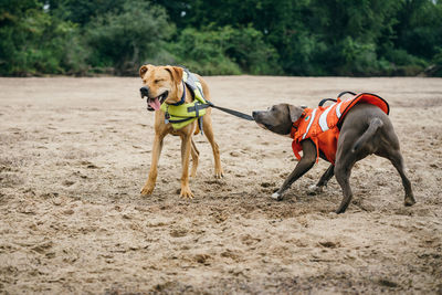 Dog running on sand