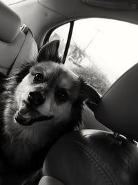 Close-up of dog sitting in car