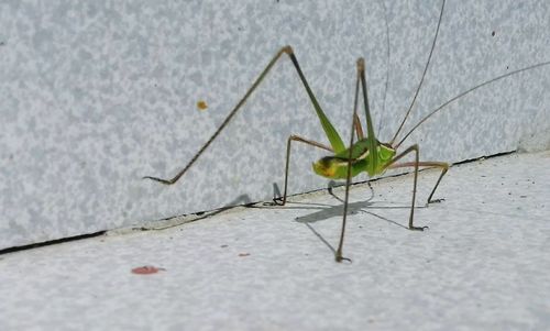 Close-up of insect