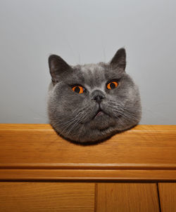 Close-up portrait of a cat against wall