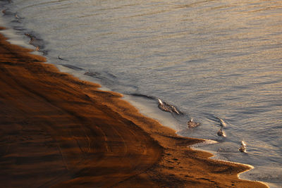 High angle view of crab on shore