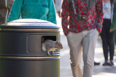 Low section of squirrel on