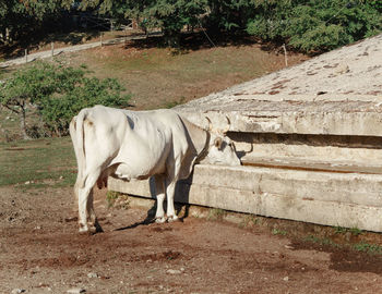 Side view of horse standing on field