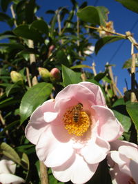 Close-up of honey bee on flower