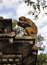 Full length of monkey eating apple on retaining wall at temple