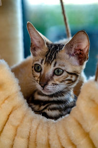 Close-up portrait of tabby cat