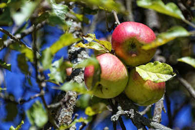 Bunch of freshly grown autumn apples on a tree, autumn fruits