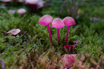 Close-up of mushrooms growing on field