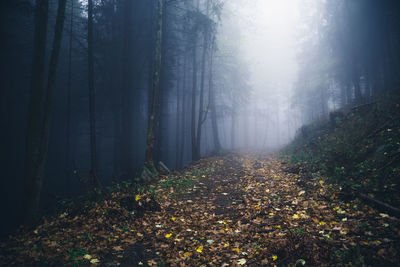 Trees growing in forest during autumn