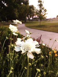 Close-up of flowers blooming outdoors