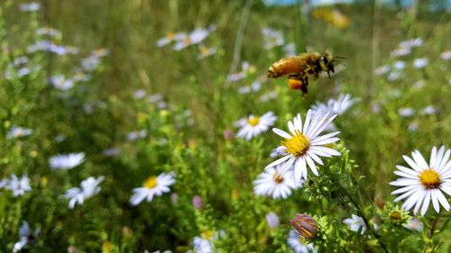 Close-up of bee pollinating on white flower