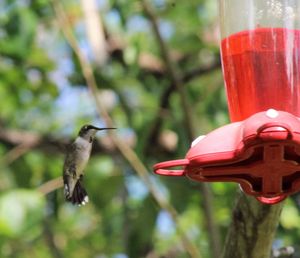 Close-up of bird flying