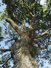 Low angle view of tree against sky