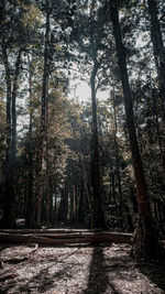 Trees in forest