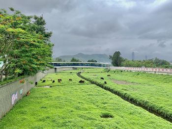 Scenic view of agricultural field against sky