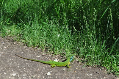 High angle view of lizard on land