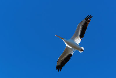 Low angle view of seagull flying